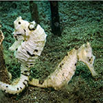 seahorse pair copy